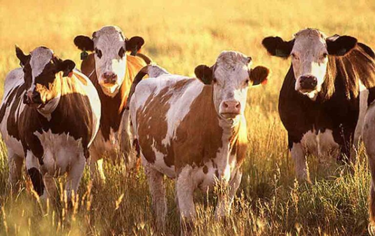 Vacas