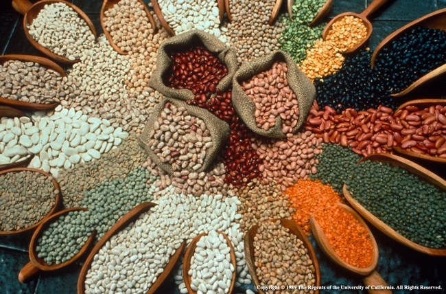 Variedad-de-Frijol-2